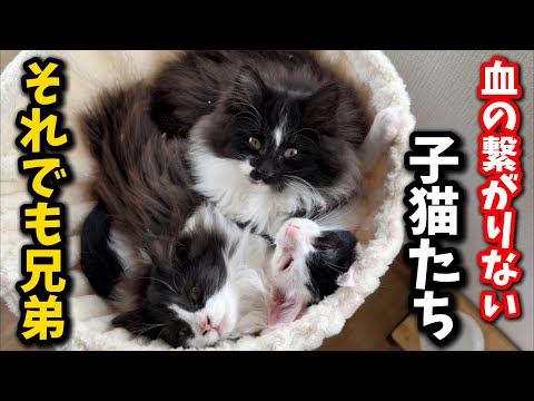 縁もゆかりもない子猫が今では本当の兄弟になりました サムネイル