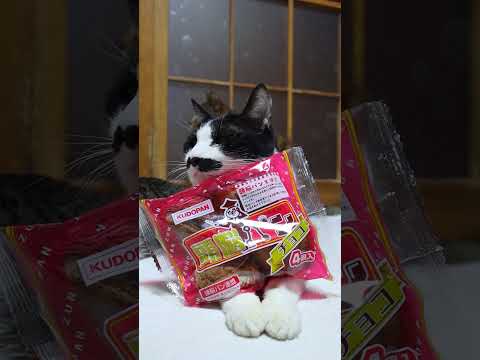 頭脳パン (チョコ)　260211　のせ猫　 cat cute kitten　 ねこ 猫のいる暮らし cutecat… サムネイル