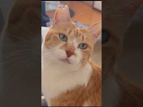 元野良猫の一日 元野良猫チャチャ 猫武将 CatLoversCuteCatsViralCat サムネイル