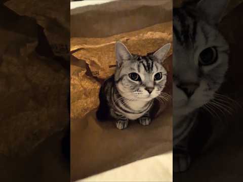 アメショーのラッテ アメショ アメリカンショートヘア 猫と暮らす家猫との暮らし猫 サムネイル
