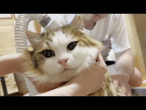 本番の毛刈りで子猫に戻っていく元モフモフ猫 サムネイル