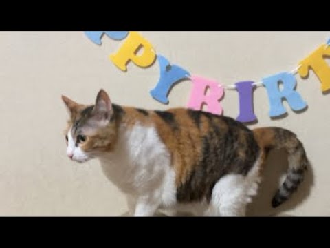 まよ5歳おめでとう㊗️ サムネイル