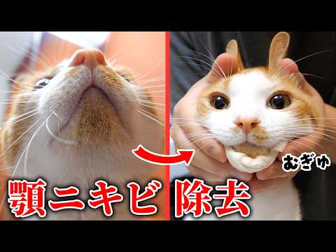 チップの顎にもついに”顎ニキビ”が発生してしまいました…。 サムネイル