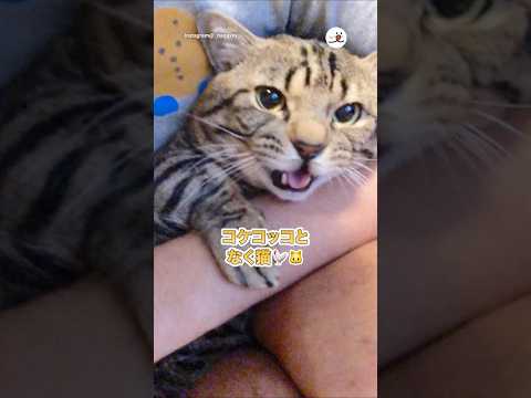 コケコッコとなく猫🐓🐱｜PECO サムネイル