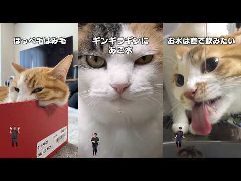 猫飼ってる人にしかワカラナイ７連発 サムネイル