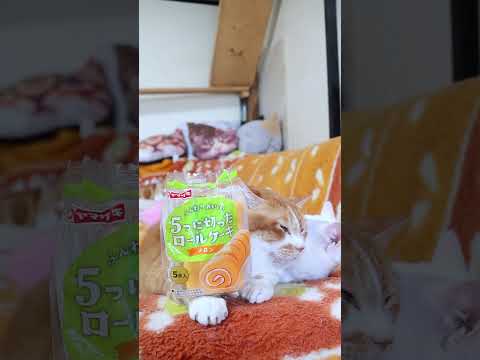 5つに切ったロールケーキ メロン　260625　　 cat のせ猫 cute　 ネコ ねこ 　 5つに切ったロールケー…