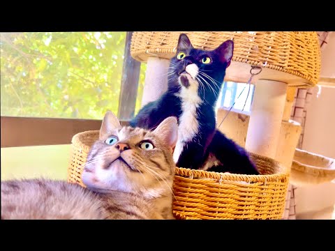 なぜか世界中で猫ポン吉の謎ルールがバレてしまいました