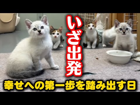 子猫が生まれて初めてママ猫から離れる日 サムネイル