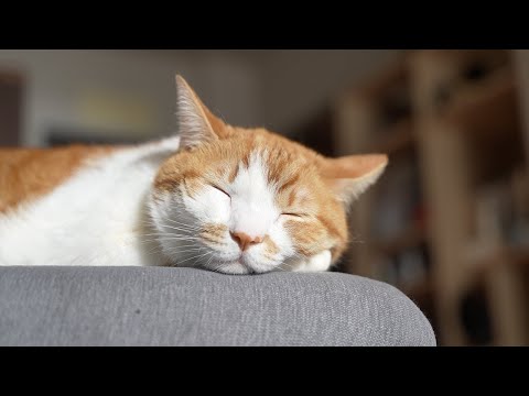 【30分】猫の音楽｜猫のいる日常BGM｜もしぬこ｜３ サムネイル
