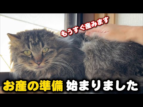 保護した妊婦猫が出産準備を始めました サムネイル