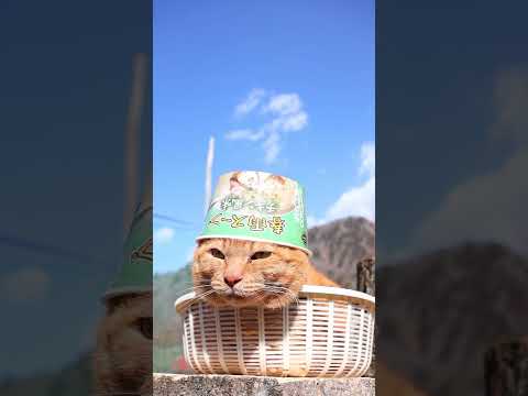 スープ春雨　チキン風味　260422　のせ猫　 cat　 cute　 kitty　 ネコ  kitten　 茶トラ…