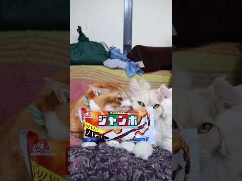 チョコモナカジャンボ　260524　 cat のせ猫 kitty　 チョコモナカジャンボ ネコ cute　 モナカ k… サムネイル
