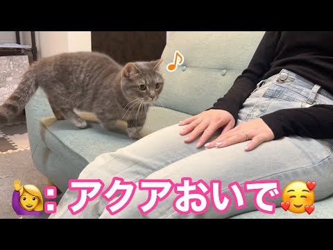 パパがお風呂から上がると手に負えなくなる猫...ママには？ サムネイル