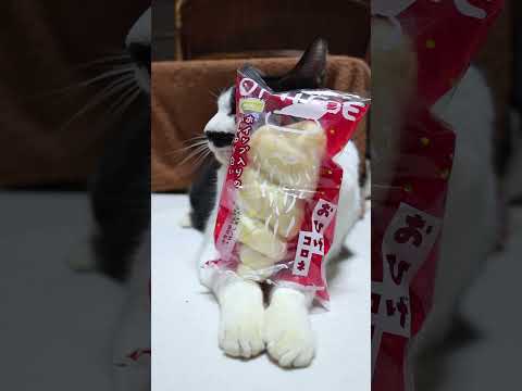 おひげコロネ　251224　のせ猫　 cat cute ねこ　 ネコ　 猫のいる暮らし　 猫のいる生活　 cuteca… サムネイル