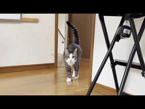 ニャーニャーゴロゴロ独り言が多い賑やかな猫 サムネイル