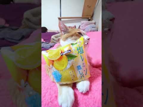塩レモン蒸しパン　TRIAL　260705　　 cat のせ猫 cute　 ねこ　 ネコ　 cutecat  　 塩レ…