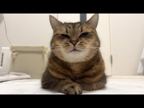 気温０℃の日にホットカーペットを点けてもらって嬉しそうな顔する猫