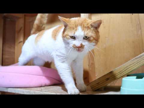 野良猫ブラッシング　260408 サムネイル