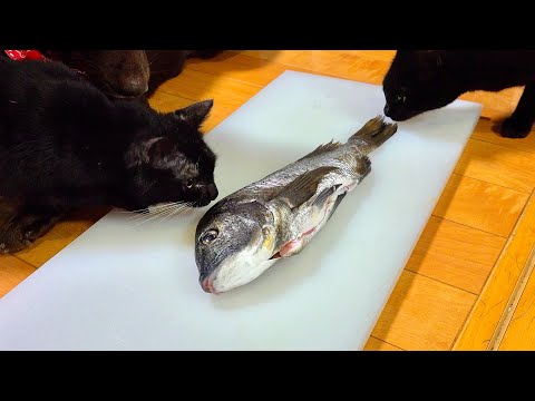 活きた暴れる魚を猫たちにプレゼントしたら。。