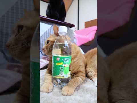 CRYSTAL SPARK クリスタルスパーク クリームソーダ　260508　　 cat のせ猫 cute　 炭酸水… サムネイル