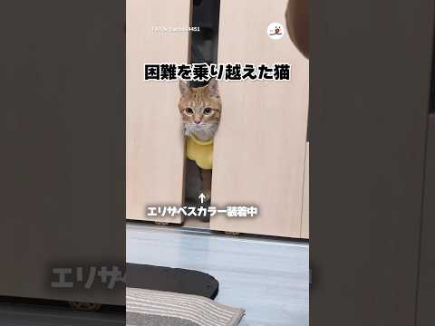 このままでは通れないと分かると...|PECO