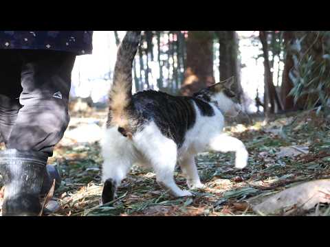 さばじろう散歩　Walk with the cat　260402 サムネイル