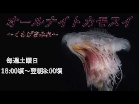 オールナイトカモスイ　～くらげまみれ～ 245 　ヴェルシカラー サムネイル
