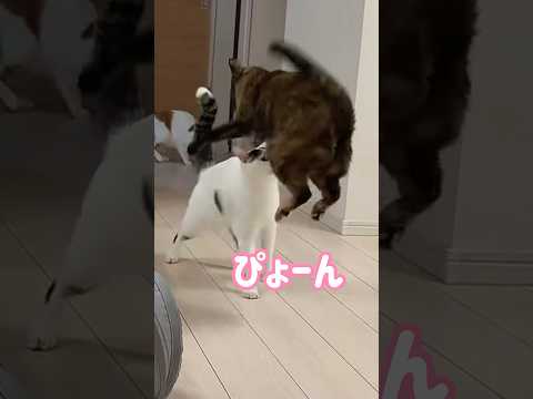 配信中に驚かされるモモちゃん shorts サムネイル