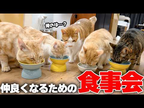 子猫たちと仲良くなるために、先輩猫たちが食事会を開いてくれました…！ サムネイル