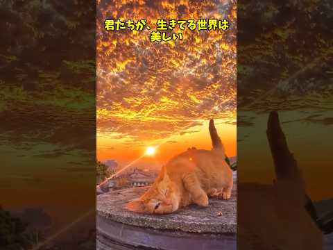 最高の世界🐈️