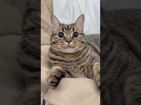 もふもふ猫、可愛すぎてパパを魅了してしまう...笑 cat 猫 サムネイル