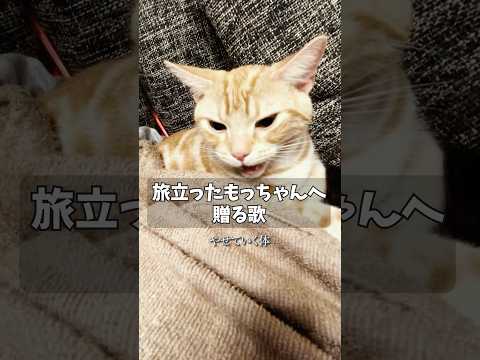 感動のハートソング！愛猫もっちゃんに捧げるメッセージ