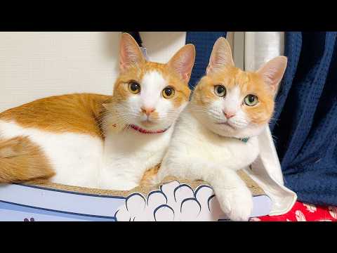 どうしてロビンはいつもこんな不憫な目に遭ってしまうのでしょうか。 サムネイル