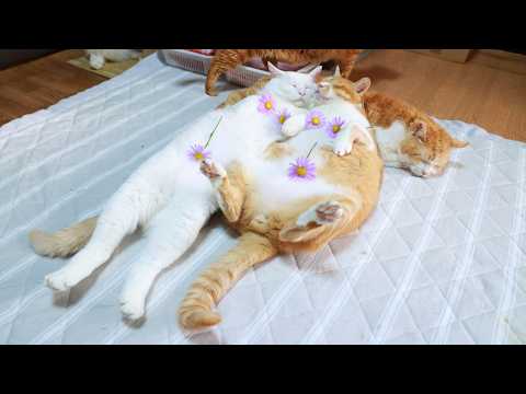 アメリカ菊　のせ猫　261001