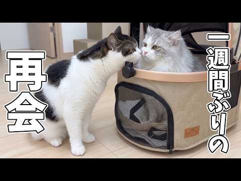 【1週間ぶりの再会】ついに兄猫が弟猫と再会したら、まさかのこうなった…w