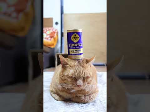 ジョージア ヨーロピアン コクの微糖　251224　のせ猫　 cat cute ねこ　 ネコ　 猫のいる暮らし　 猫の… サムネイル
