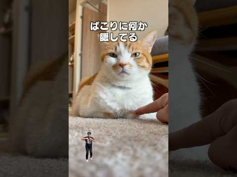 「隠してる」猫あるある|フルはApple Musicほか音楽アプリへ サムネイル