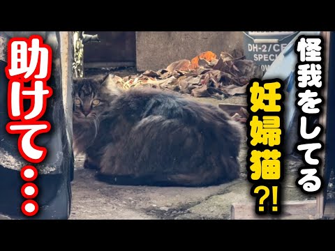 怪我をしているママ猫を保護しました サムネイル