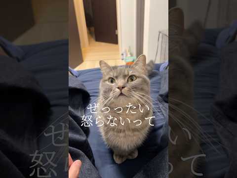 【猫の日】猫との約束を信じた結果 shorts cat 猫 サムネイル