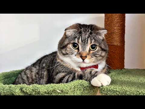 猫がダイエットで痩せる前と痩せた後のキャットタワーチャレンジの軌跡 サムネイル
