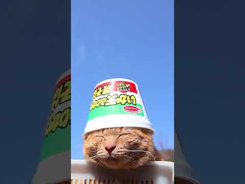 スーパーカップ　いか天ふりかけ焼そば　260510　 cat のせ猫 cute　 スーパーカップ kitty ネコ… サムネイル