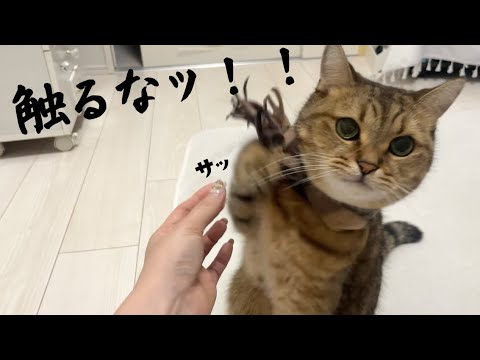 お気に入りのマフラーを触られて一瞬イラッとする猫ww