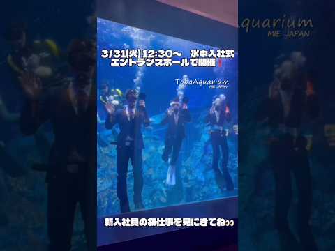 《鳥羽水族館》3/31(火)令和8年度 水中入社式を行います❗️ 鳥羽水族館 tobaaquarium animals… サムネイル