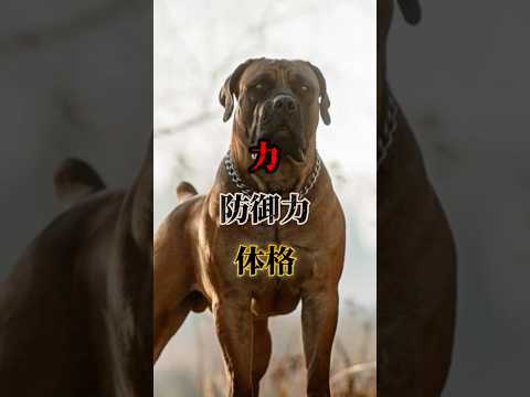 犬の中でも一際強え存在 サムネイル
