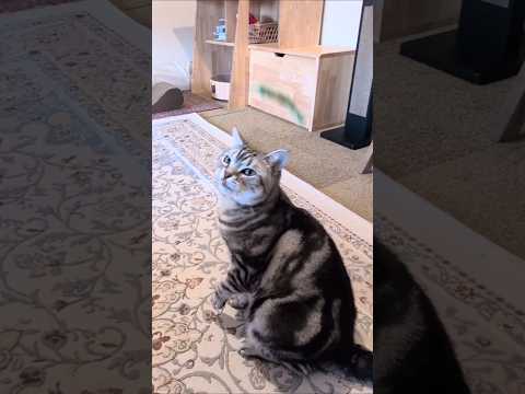 アメショーのラッテ アメショ アメリカンショートヘア 猫と暮らす家猫との暮らし猫 サムネイル