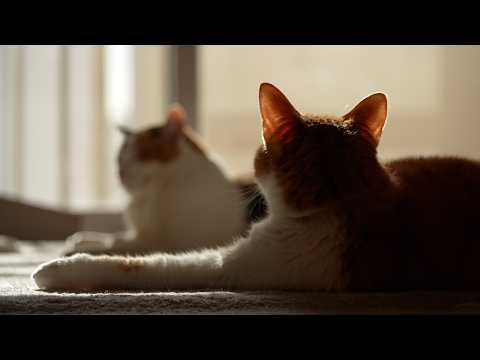 【30分】猫の音楽｜猫のいる日常BGM｜もしぬこ｜６ サムネイル