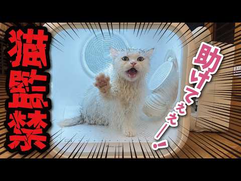 【悲報】ネッコ様、変な箱に監禁されてしまう… サムネイル
