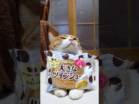 大きなツインシュー　クッキークリーム＆カスタード　260327　のせ猫　 cat　 cute　 ネコ　 猫のいる暮らし… サムネイル