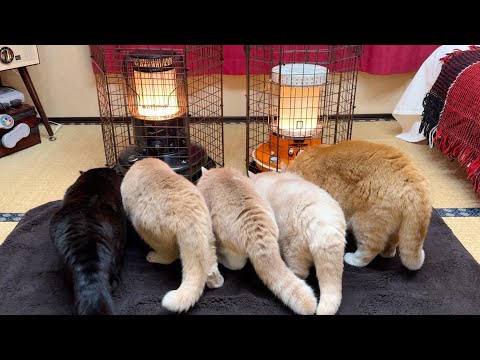 今季最強の寒波が襲来、２台の石油ストーブから離れられない猫たち サムネイル