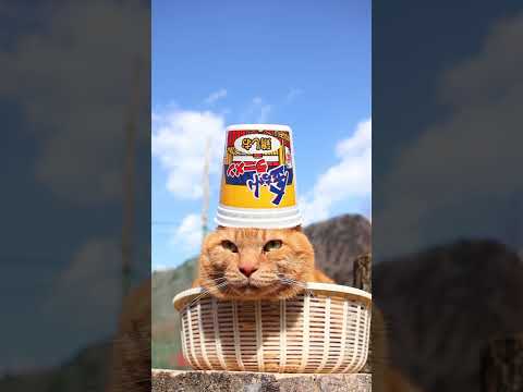 金ちゃんラーメンカップ鶏しお　260426　のせ猫　 cat　 金ちゃん　 猫　 ラーメン　 ねこ　 カップ　 猫のい…